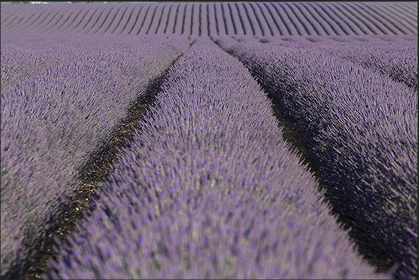 Every kilometer of road offers opportunities to stop to capture images and scents of Provence