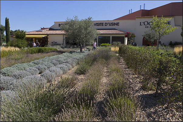 Lavandin, a more industrial variant with the finest lavender Lavandin, a more industrial variant with the finest lavender
