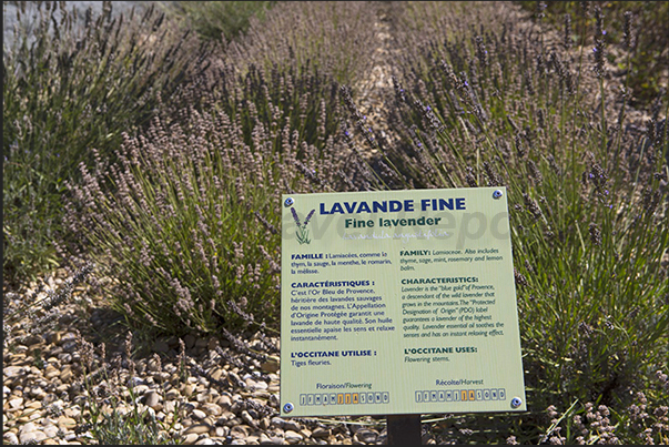 Simiane la Rotonde. Des Agoult Castle, home of a famous lavender-based cosmetics production company