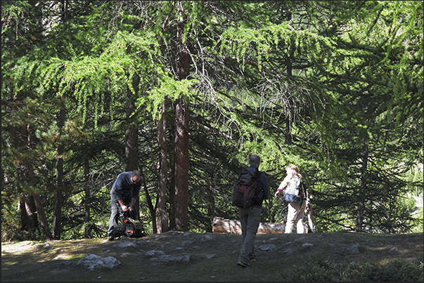 The woods of pines and firs that characterize the bottom of the valley