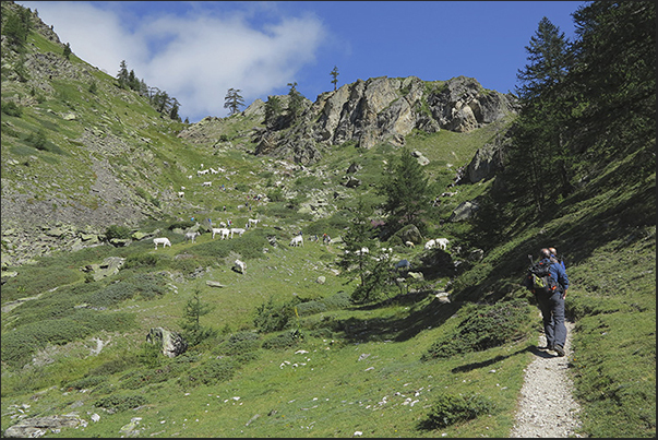 Start of the climb to Lake Peyrot