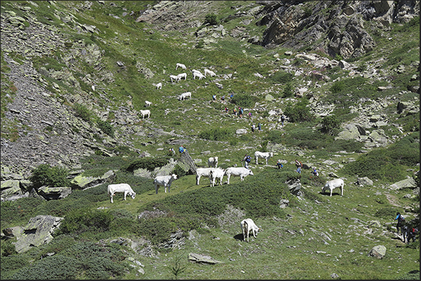 Start of the climb to Lake Peyrot. Grazing cows Start of the climb to Lake Peyrot. Grazing cows