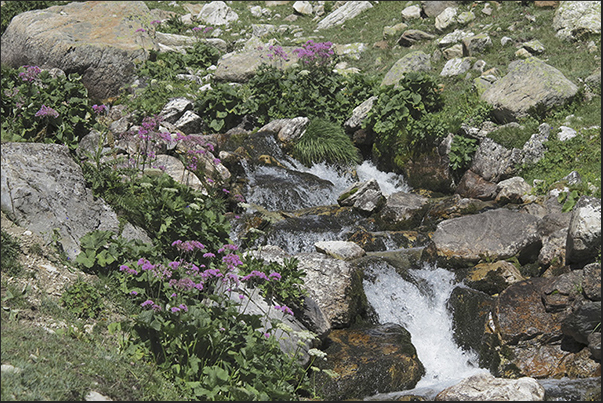 The creek that descends from Peyrot lake