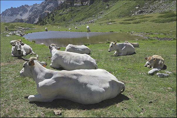 Grazing cows at 2180 m Grazing cows at 2180 m