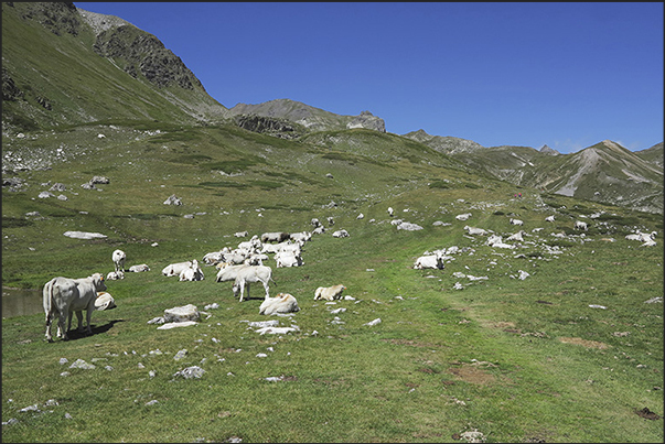 Grazing cows at 2180 m Grazing cows at 2180 m