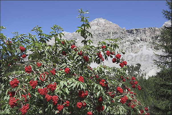 Stretta Valley in spring / summer is an explosion of colors and fragrances