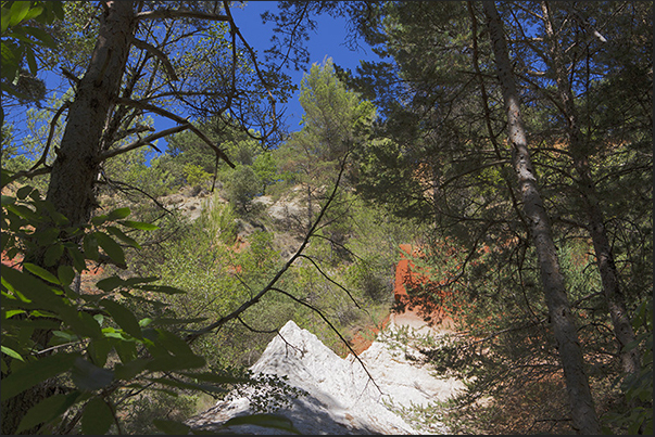 Walking through the woods you will discover unexpected colored areas especially white and red Walking through the woods you will discover unexpected colored areas especially white and red