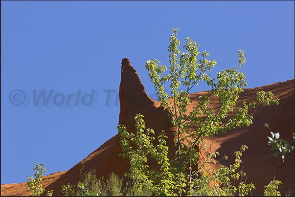 Pinnacles appear suddenly above the forest as guardians of Provencal Canyon paths