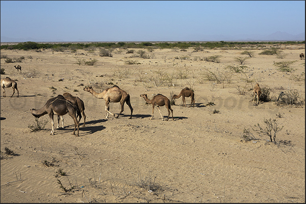 On the road toward Suakin