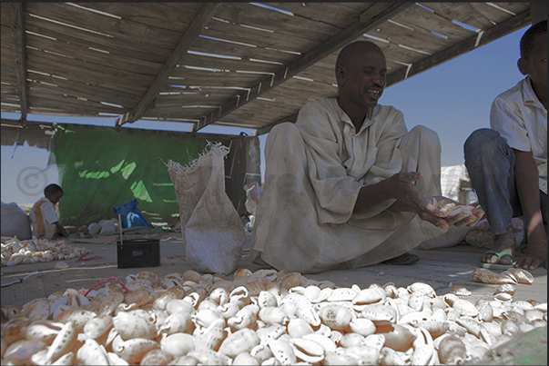 The New Suakin market outside the ancient walls of the coral city. Shells