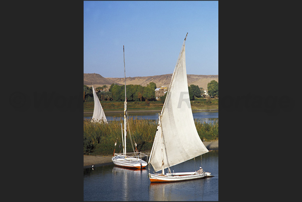 Feluccas, typical sailing boats of Nile near the Aswan dam Feluccas, typical sailing boats of Nile near the Aswan dam