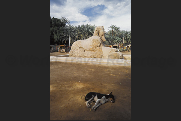 A nap near the sphinx of Menfi is not bad