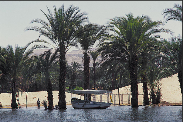 A small boat awaits tourists at the shadow of the palm trees immersed in the waters of Nile in flood A small boat awaits tourists at the shadow of the palm trees immersed in the waters of Nile in flood