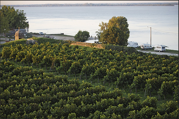 Village of Blaye. Vineyards inside the fortified citadel