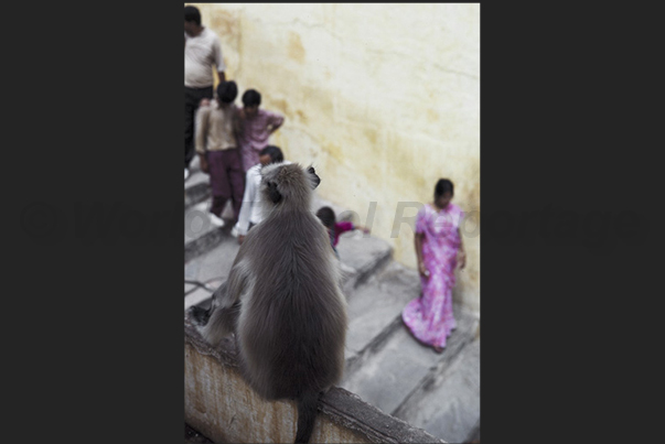 Agra. Some monkeys inside the fortified citadel