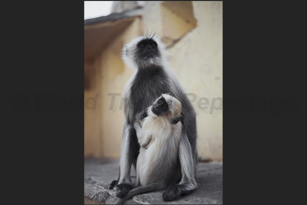 Agra. Some monkeys inside the fortified citadel