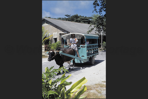 The means of transport from the port to the hotel, is the cow-drawn buggy The means of transport from the port to the hotel, is the cow-drawn buggy
