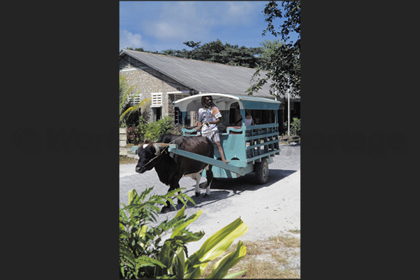 The means of transport from the port to the hotel, is the cow-drawn buggy