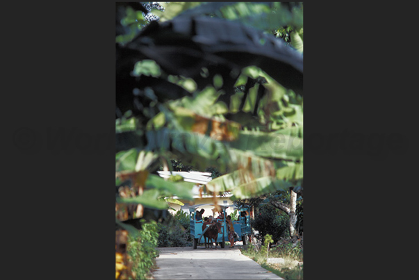 The means of transport from the port to the hotel, is the cow-drawn buggy The means of transport from the port to the hotel, is the cow-drawn buggy