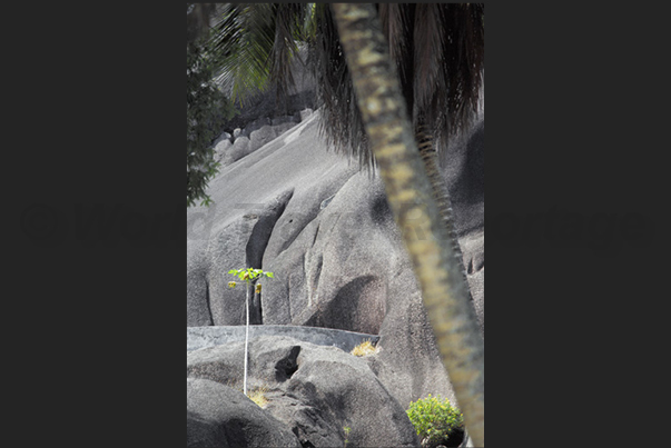 Rocks with rounded shapes are incorporated by dense tropical vegetation