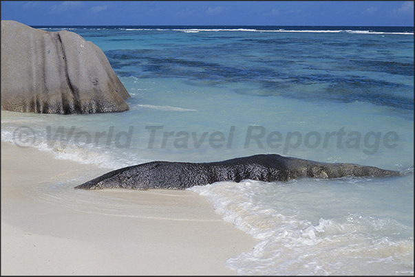 The beaches of the south-western coast protected by the coral reef