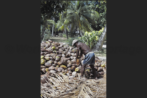 Farming and processing of coconuts. A phase of the separation of the shell from the nut Farming and processing of coconuts. A phase of the separation of the shell from the nut