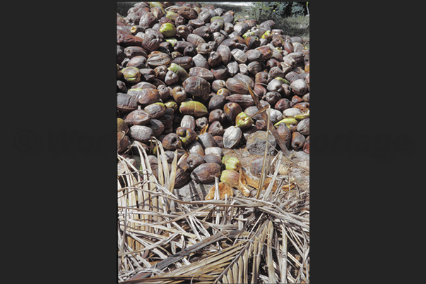 Farm for the cultivation and processing of coconuts