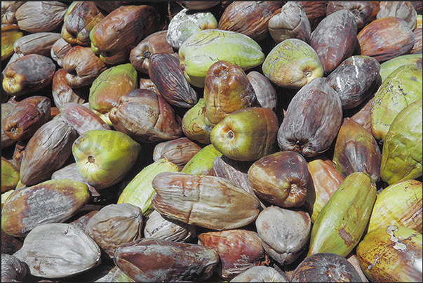 Farm for the cultivation and processing of coconuts