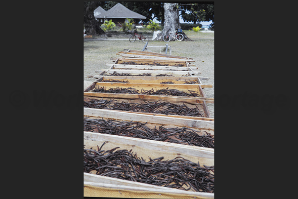 Agricultural company for the farming and processing of vanilla plant Agricultural company for the farming and processing of vanilla plant