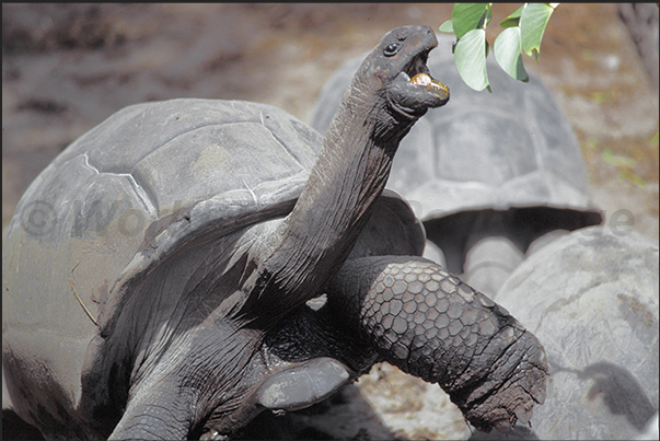 Giant tortoises within the center of studies and protection of these big animals Giant tortoises within the center of studies and protection of these big animals