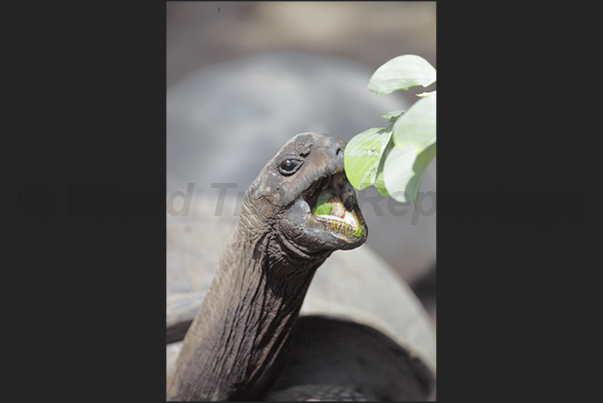 Giant tortoises within the center of studies and protection of these big animals Giant tortoises within the center of studies and protection of these big animals