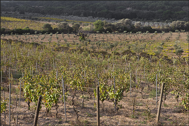 Vineyards and olive groves within the island in the Plane of Porquerolles