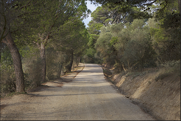 The internal road that passes among the olive trees in the Plane of Porquerolles The internal road that passes among the olive trees in the Plane of Porquerolles