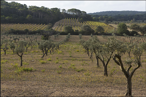 Vineyards and olive groves within the island in the Plane of Porquerolles