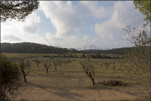 Vineyards and olive groves within the island in the Plane of Porquerolles Vineyards and olive groves within the island in the Plane of Porquerolles
