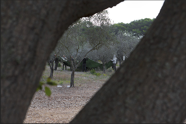 Olive harvest in the Plane of Porquerolles Olive harvest in the Plane of Porquerolles