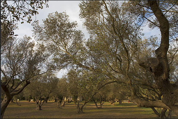 Olive grove inside the island Olive grove inside the island