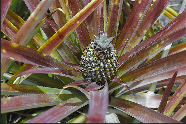 Pineapple crops on the hills along the coast