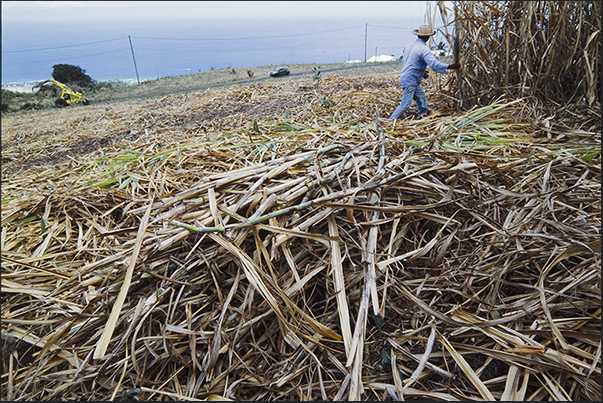 Sugar cane harvest on the hills along the coast
