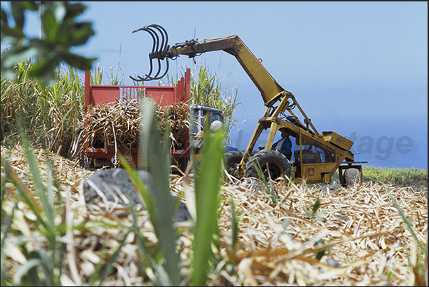 Sugar cane harvest on the hills along the coast