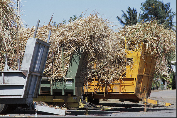 Sugar cane harvest on the hills along the coast