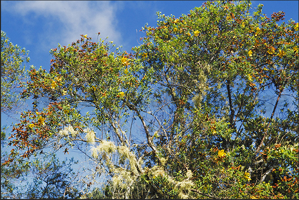 Botanical park near Saint Pierre, south-west coast