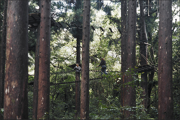 Acroplaine adventure park, forest tree path near the village of Bras des Calumets