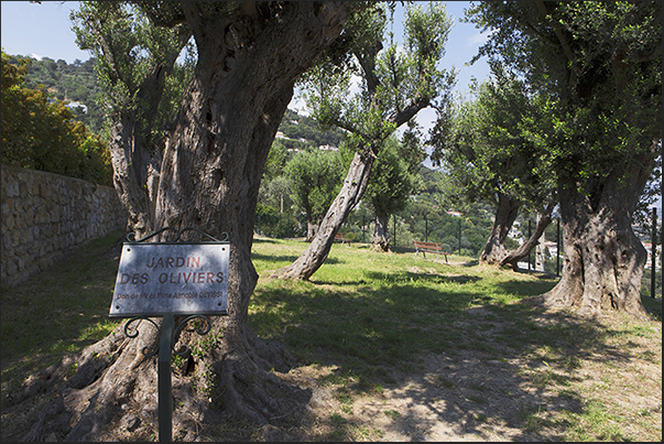 Chemin de Menton, the path that goes from Menton to Roquebrune. The garden among the olive trees Chemin de Menton, the path that goes from Menton to Roquebrune. The garden among the olive trees