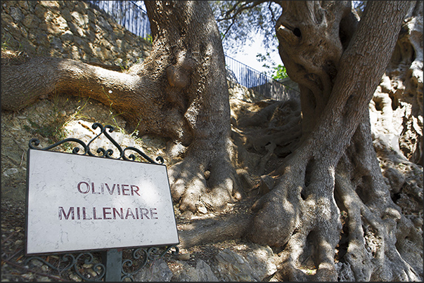Chemin de Menton, the path that goes from Menton to Roquebrune. Millennial olive tree