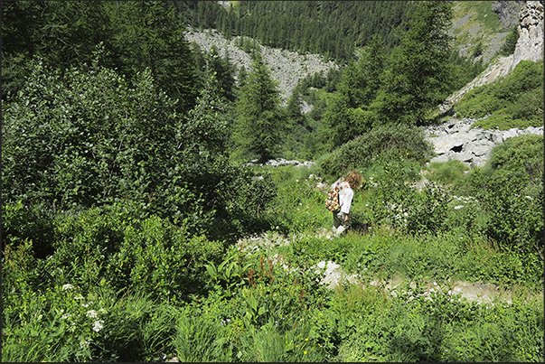 Descent towards the valley between thick bushes and rhododendrons