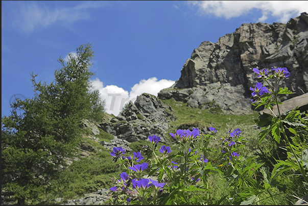 Alpine vegetation along the path that goes down towars the cableway departure