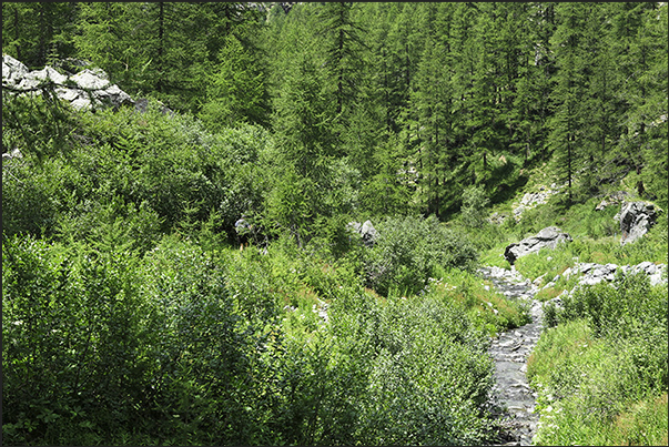 The path goes through thick pine forests