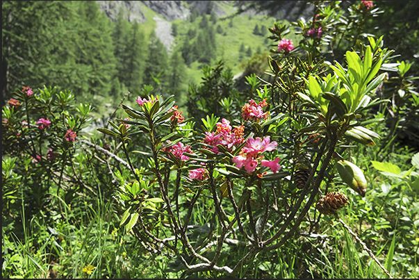 Alpine vegetation along the path