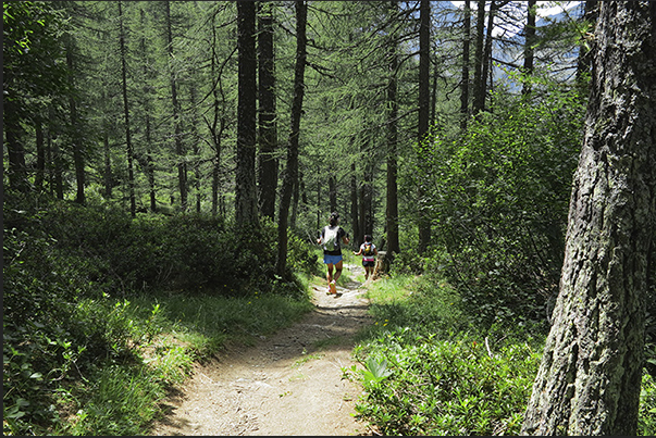 The path goes through thick pine forests